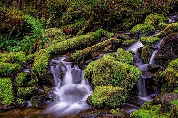 Jones, Adam 아티스트의 Small stream cascading through moss covered rocks-Hoh Rainforest-Olympic National Park작품입니다.